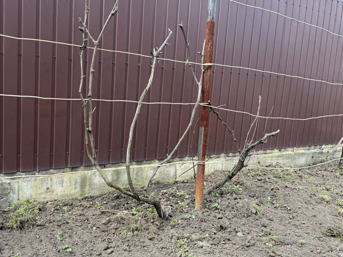 В які дні не можна виконувати ніякі роботи на городі у квітні 2026. Фото: Добрі Новини