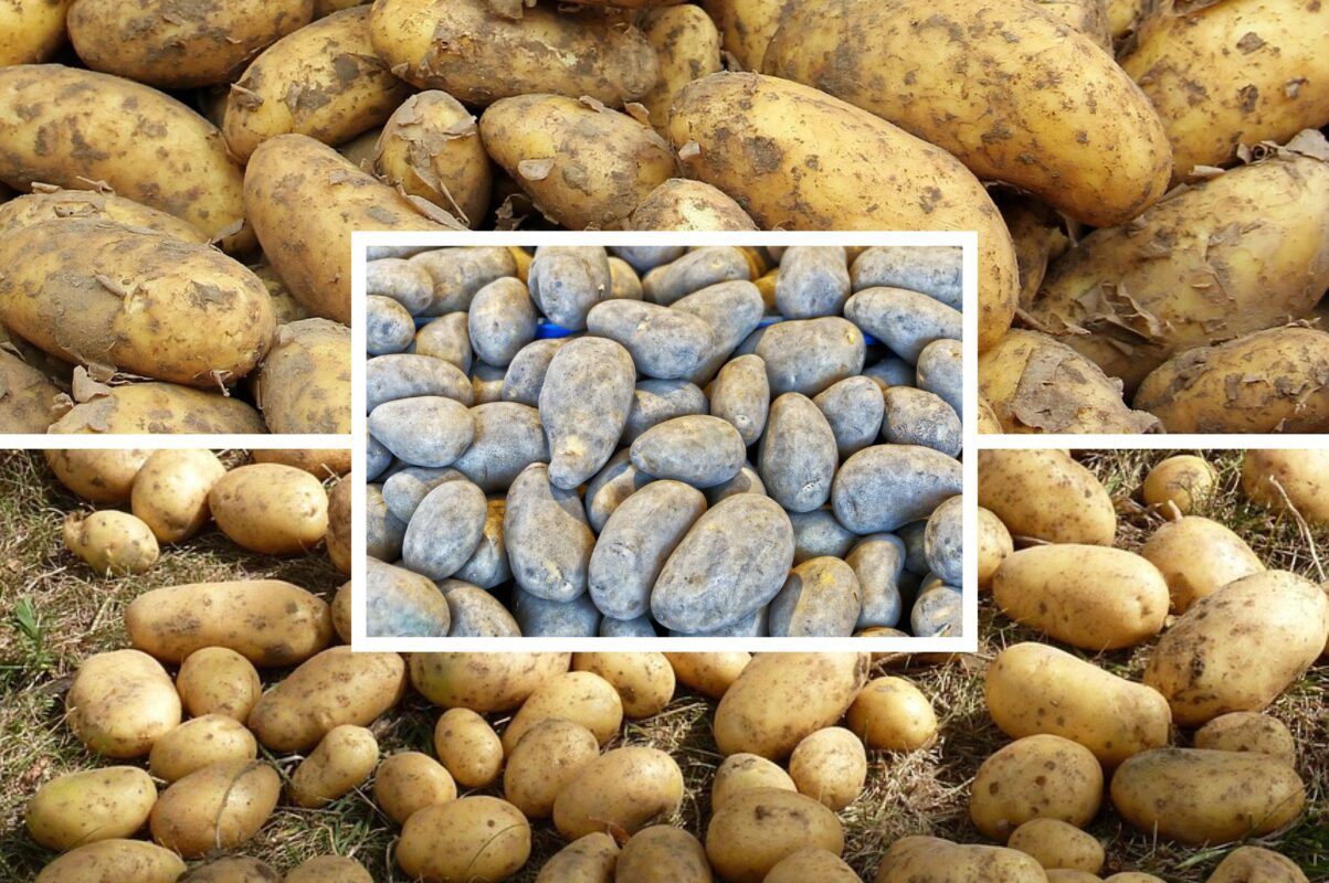 Городники розсекретили найсприятливіший час для посадки картоплі в 2026-му. Фото: Сенсація