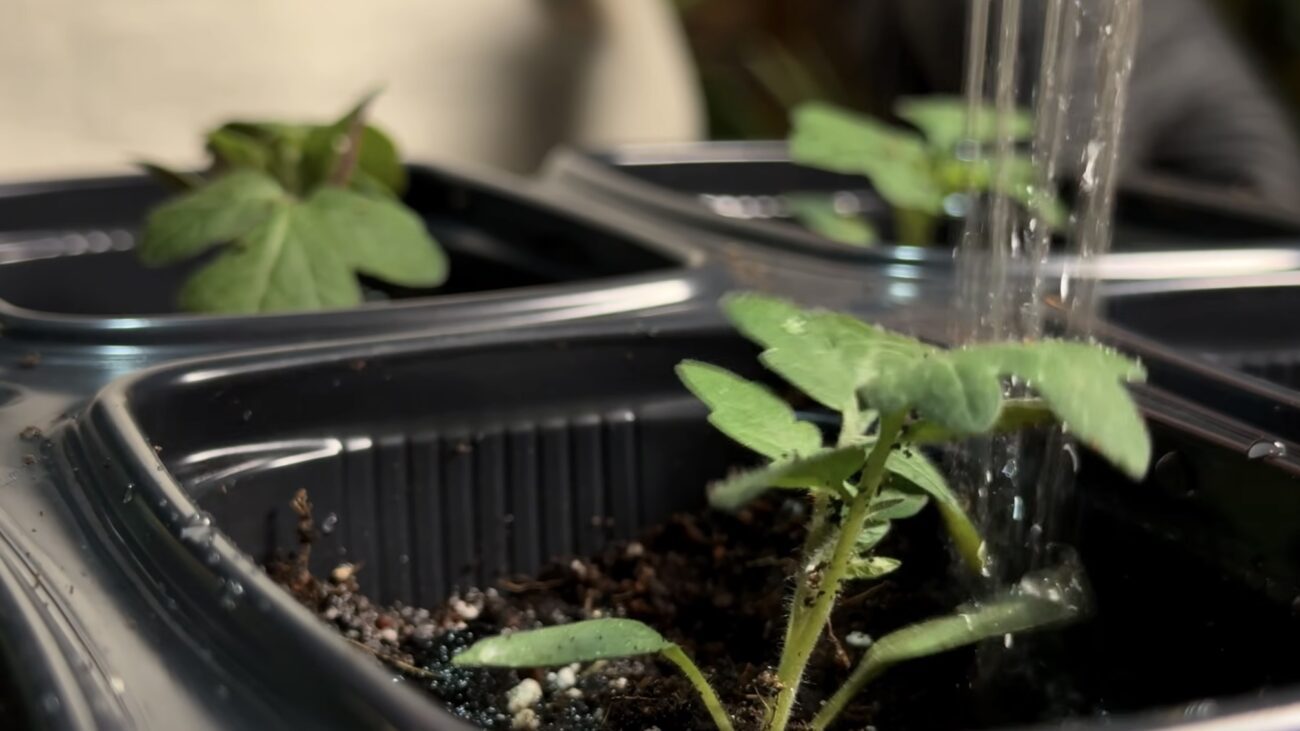 Городники назвали причину, чому розсада на підвіконні повільно сходить. Фото: YouTube Корисні корисності
