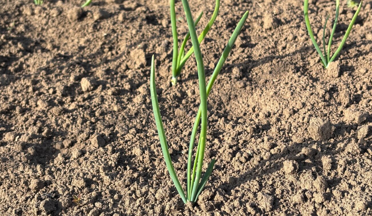 Городники розповіли, чим підживити цибулю, щоб виросла великою Фото: Добрі новини