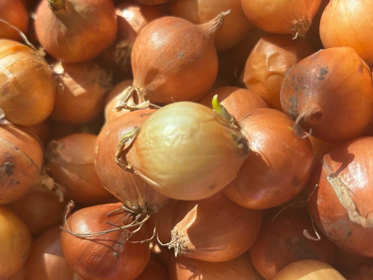 Експерти порадили перевірений спосіб посадки цибулі для високої врожайності. Фото: Добрі Новини