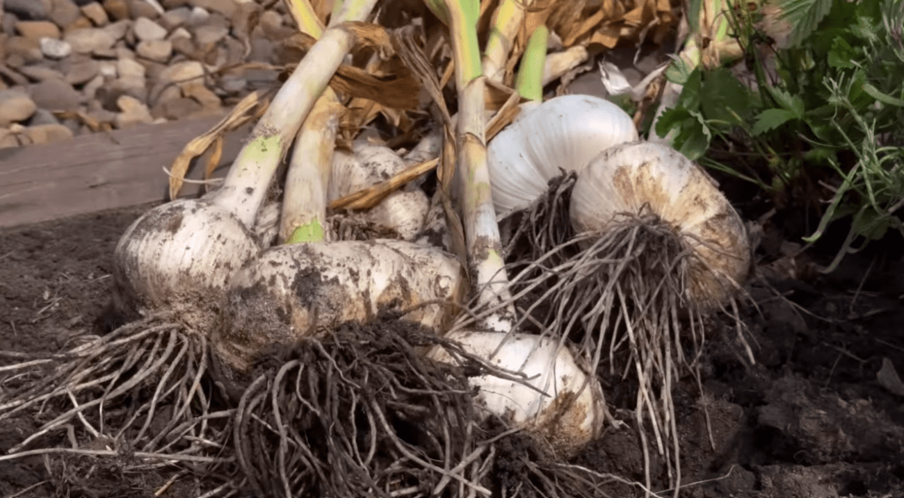 Городники розповіли, яке підживлення для часнику найголовніше в поточному сезоні Фото: YouTube Корисні Корисності