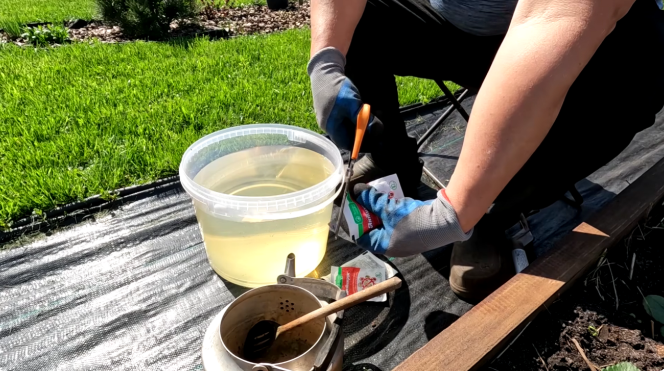 Садівники розповіли, як правильно обробити полуницю від хрущів та гнилі Фото: Ютуб-канал Наша дача!