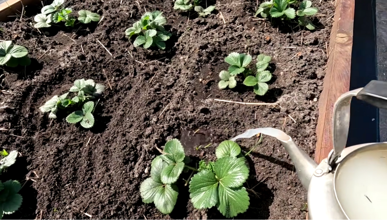 Садівники розповіли, як правильно обробити полуницю від хрущів та гнилі Фото: Ютуб-канал Наша дача!