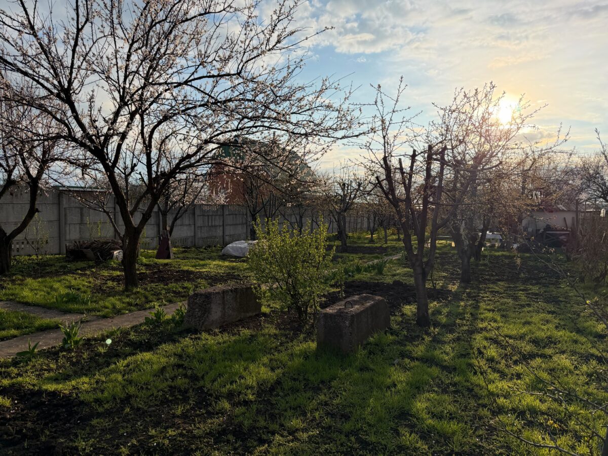 Експерти назвали головний секрет високої врожайності картоплі на ділянці. Фото: Добрі Новини