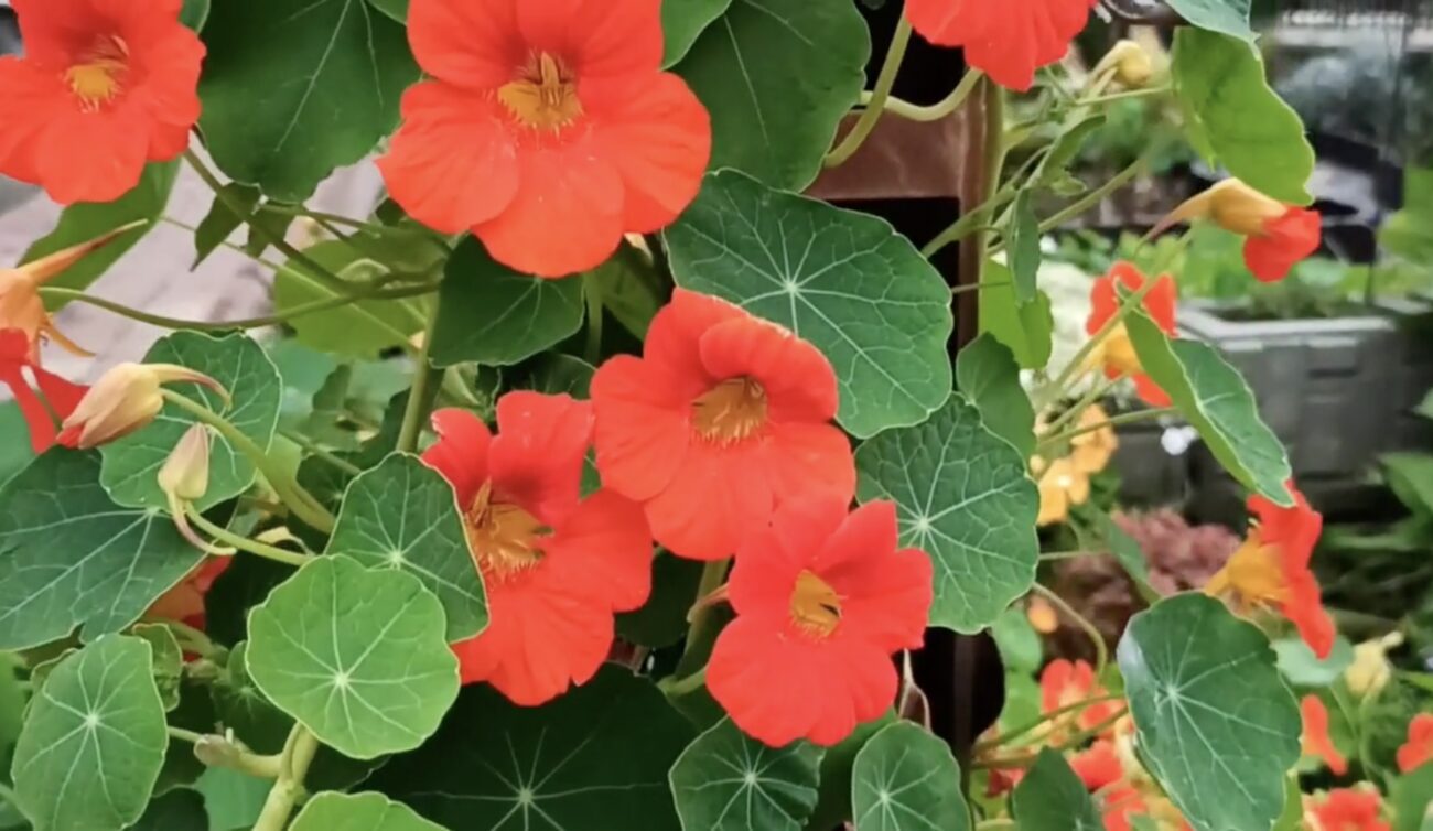 Садівники розповіли, яка квітка відлякує слимаків з ділянки. Фото: YouTube Ігор Яцкуляк — PRO рибалку і не тільки