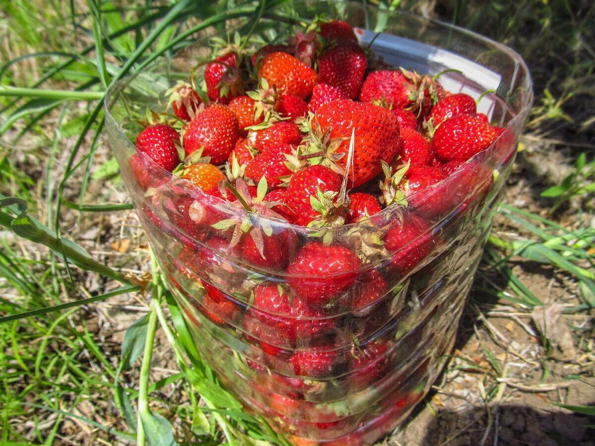 Агрономи назвали три сорти полуниці, які найкраще ростуть на Поліссі. Фото: скріншот з відео 