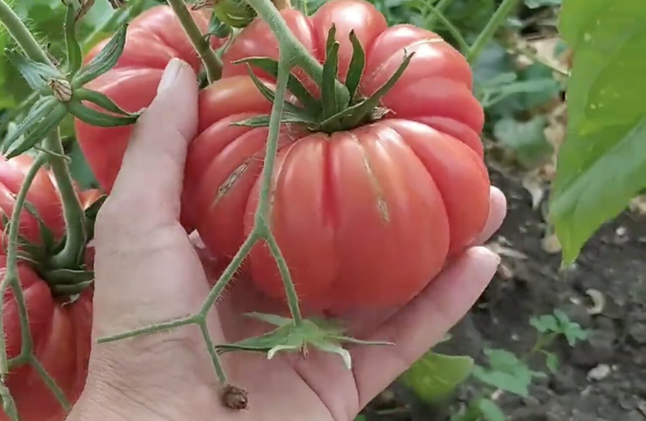 Городники розповіли, чому томати тріскаються прямо на кущах і як цього уникнути. Фото: скриншот з відео