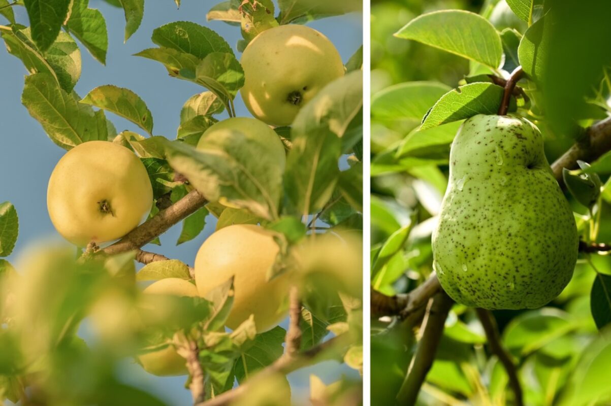Садівники розсекретили найдієвіше квітневе добриво для груші. Фото: Сенсація