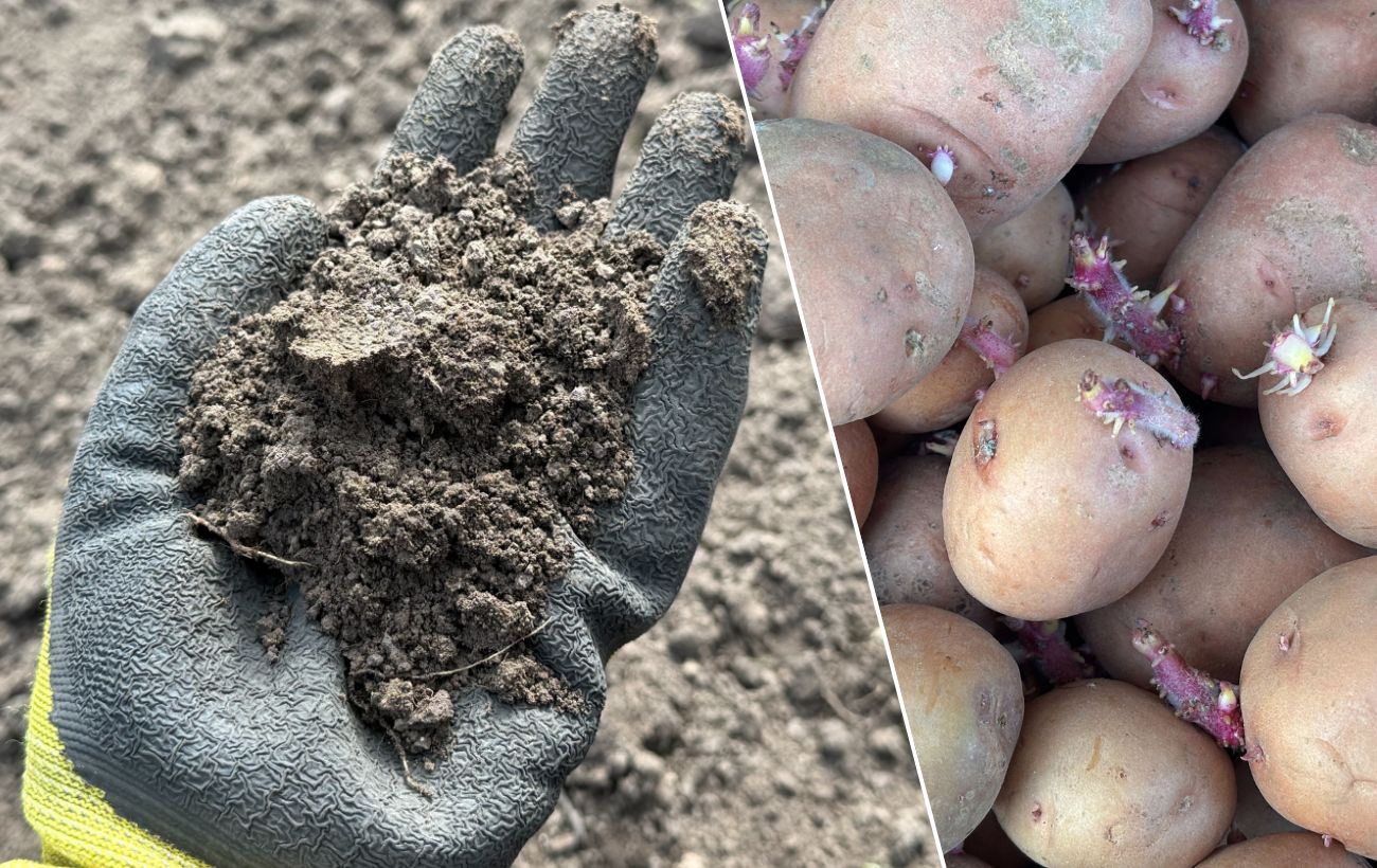 Городники назвали добриво, від якого картопля росте крупною. Фото: Добрі новини 