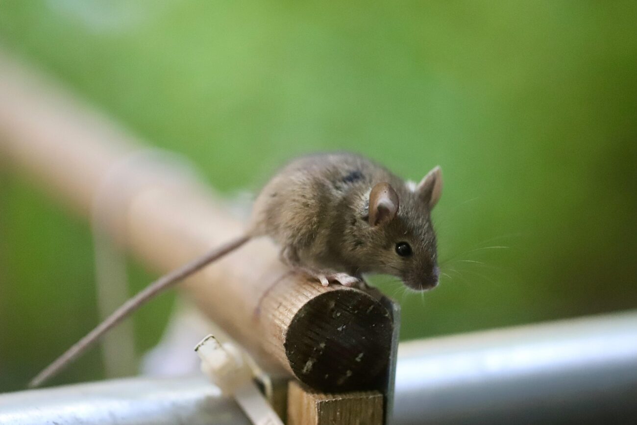 Дачники розповіли, як позбутися мишей у саду на весь сезон. Фото: Pixabay