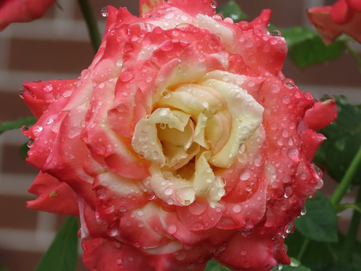 Експерти розповіли, як покращити цвітіння троянди простою дією навесні. Фото: Pexels