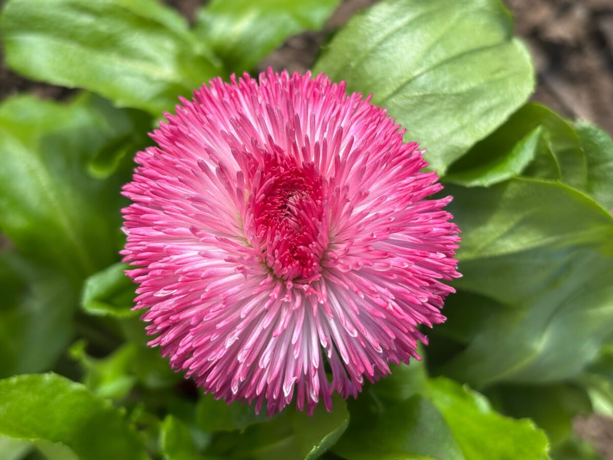 Садівники розповіли, як висаджувати стокротки навесні для цвітіння. Фото: Добрі Новини