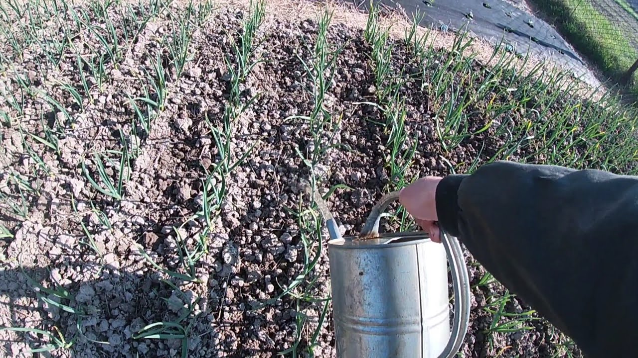 Городники назвали домашній розчин, яким можна підживити озимий часник навесні. Фото: YouTube Українське Село