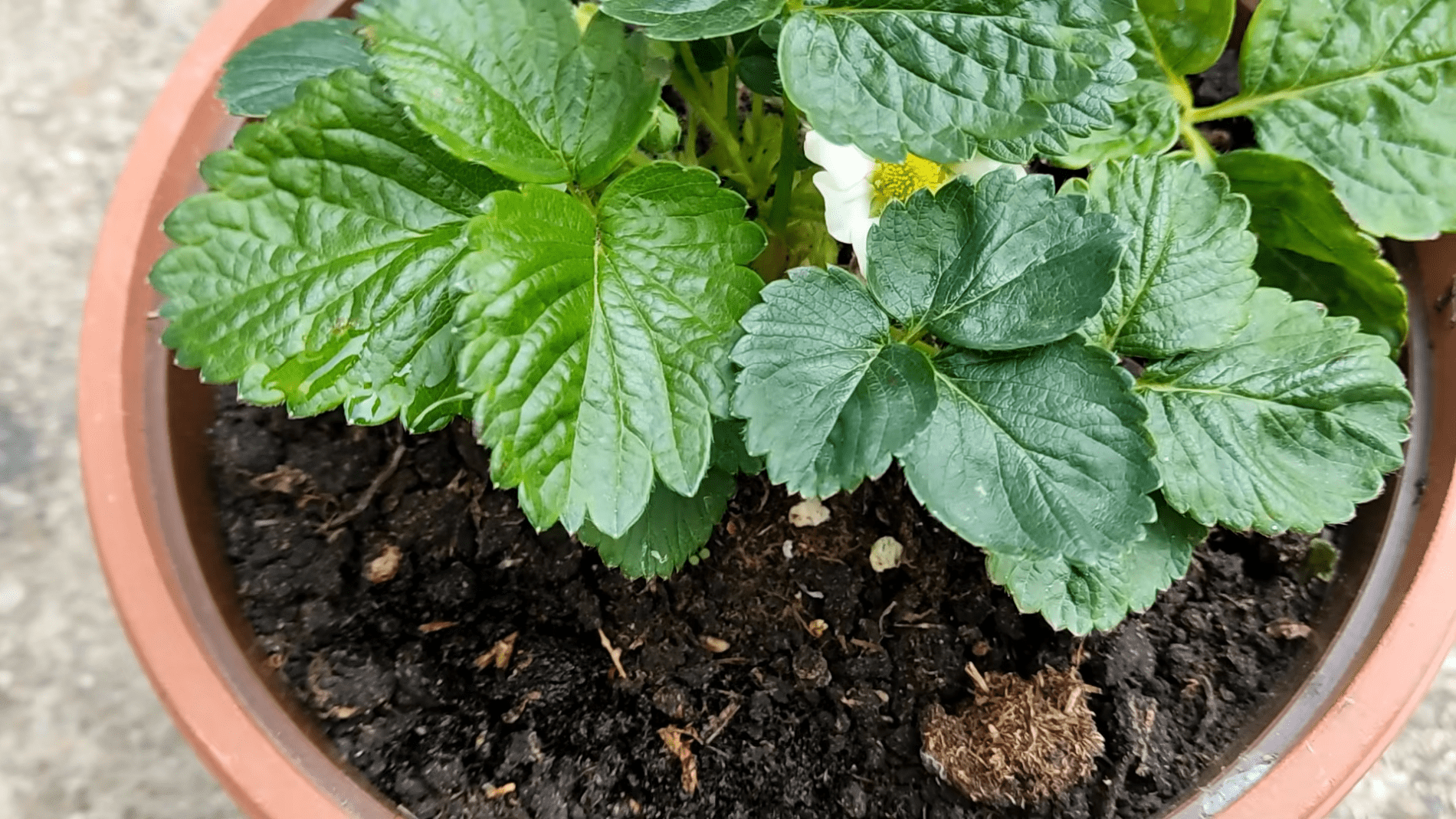 Городники розповіли про цікаве безкоштовне підживлення для рослин. Фото: YouTube/ПРИРОДНЕ ЗДОРОВ'Я