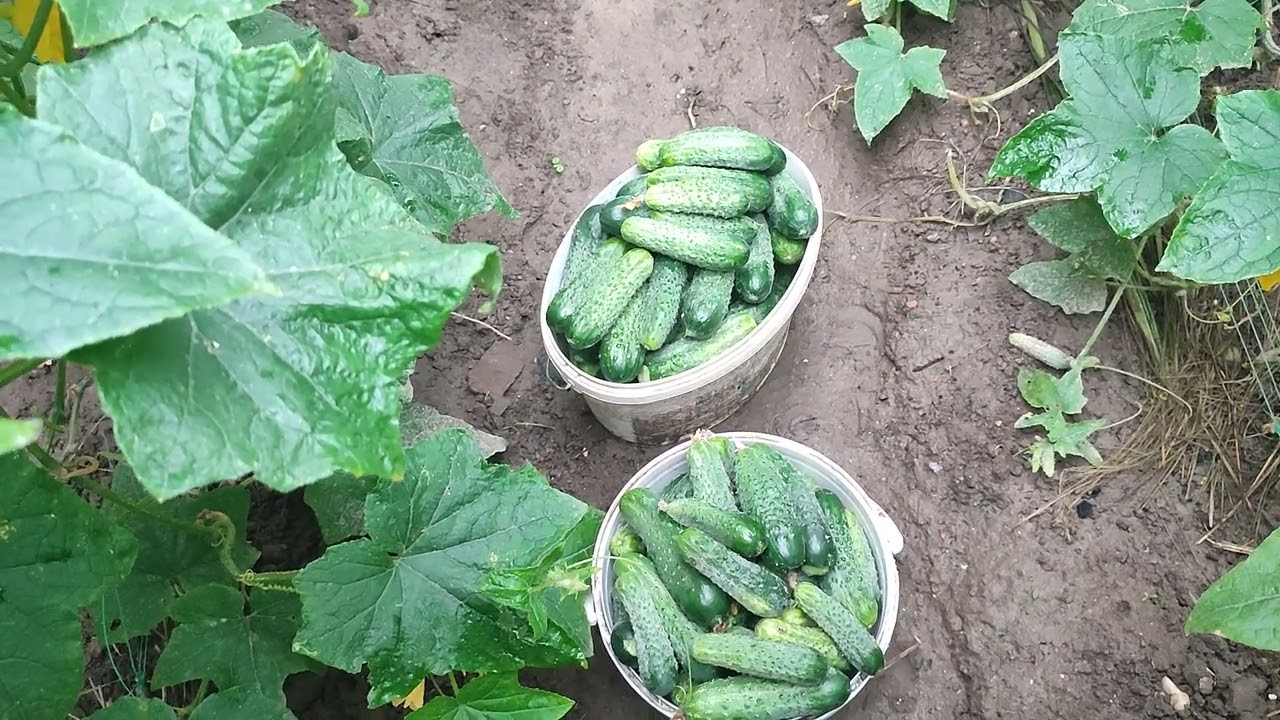 Городники порадили високоврожайний сорт огірків для вирощування на ділянці. Фото: YouTube ДІМ ТА ПРИСАДИБНА ДІЛЯНКА