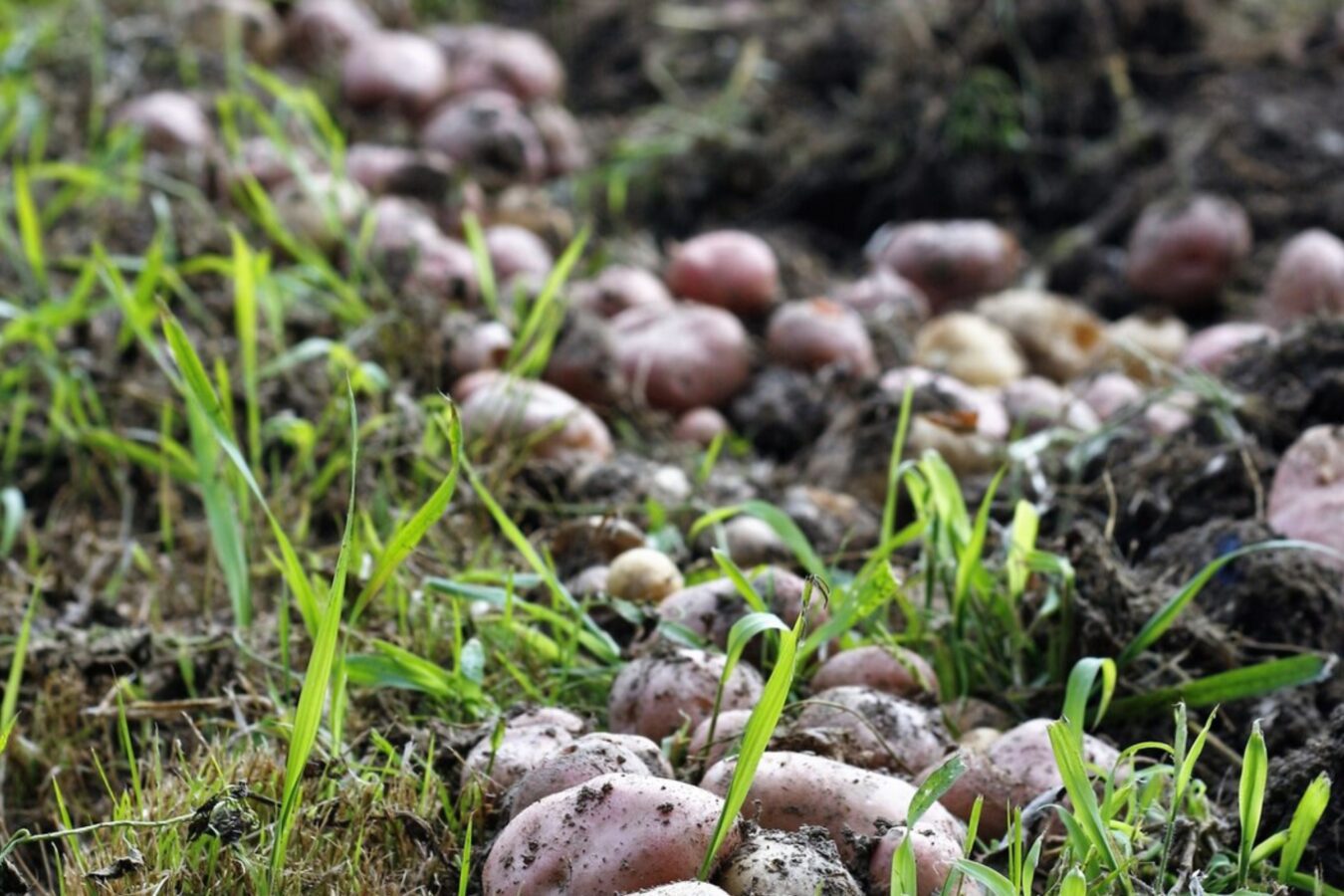 Городники розповіли, як правильно садити картоплю, щоб зібрати якісний врожай. Фото: Freepik