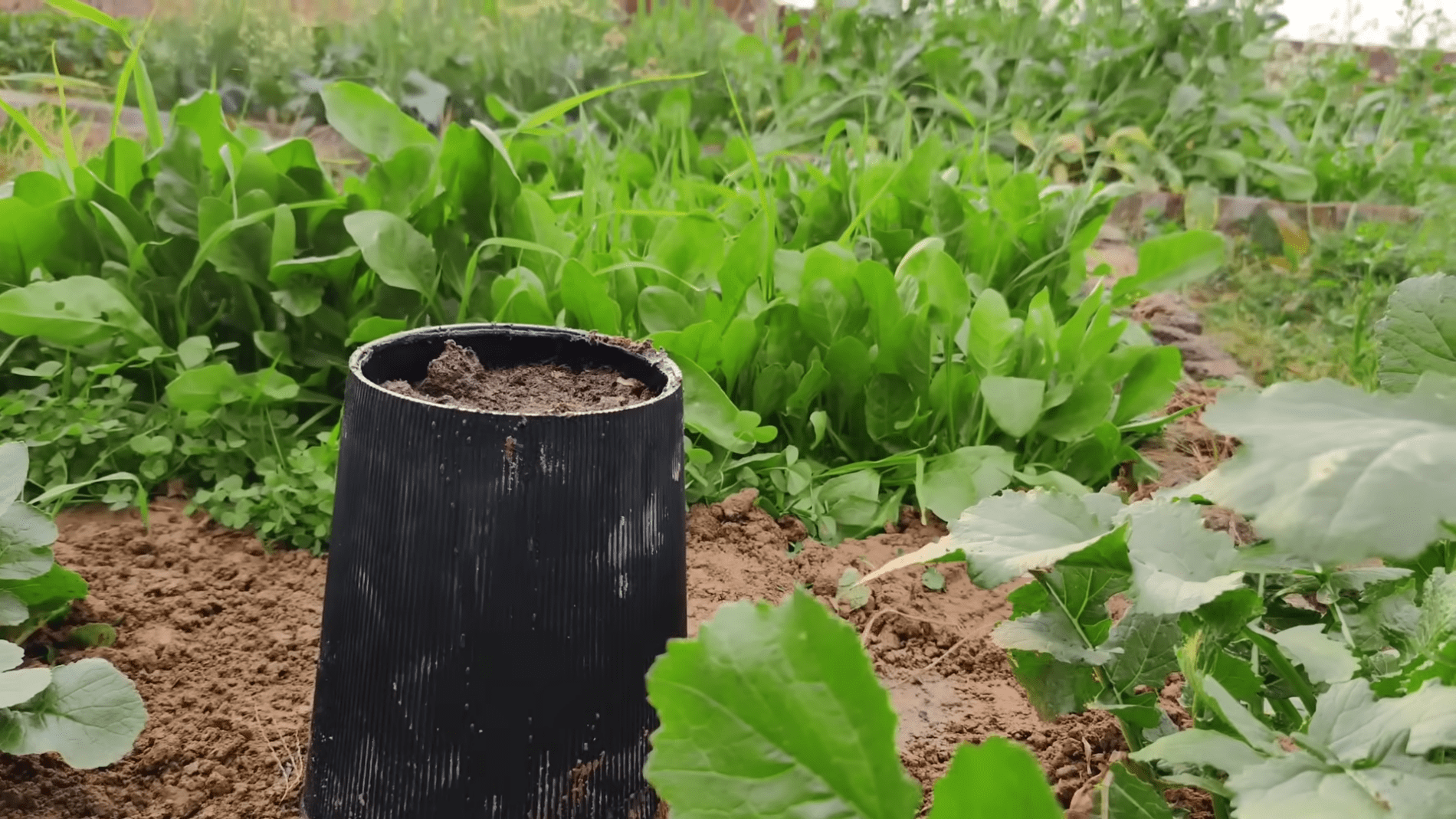 Городники розповіли про ефективний спосіб компостування прямо на грядці. Фото: YouTube/Noble Garden