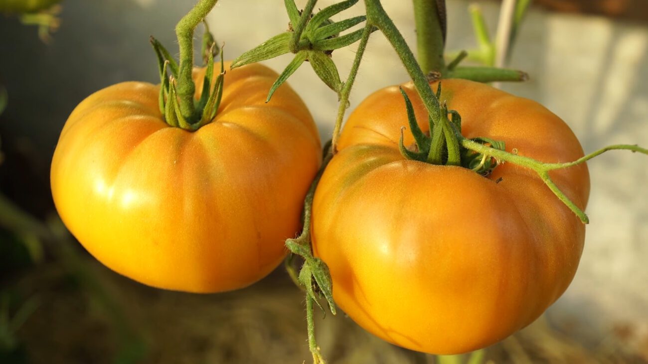 Агрономи порадили 2 сорти помідорів із врожаєм від 5 кг з куща
