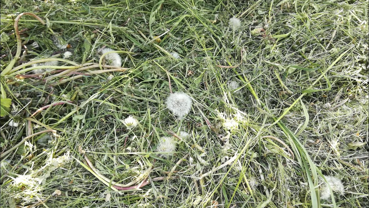 Городники розповіли, як ефективно та миттєво прибрати бурʼяни з ділянки. Фото: скриншот з відео