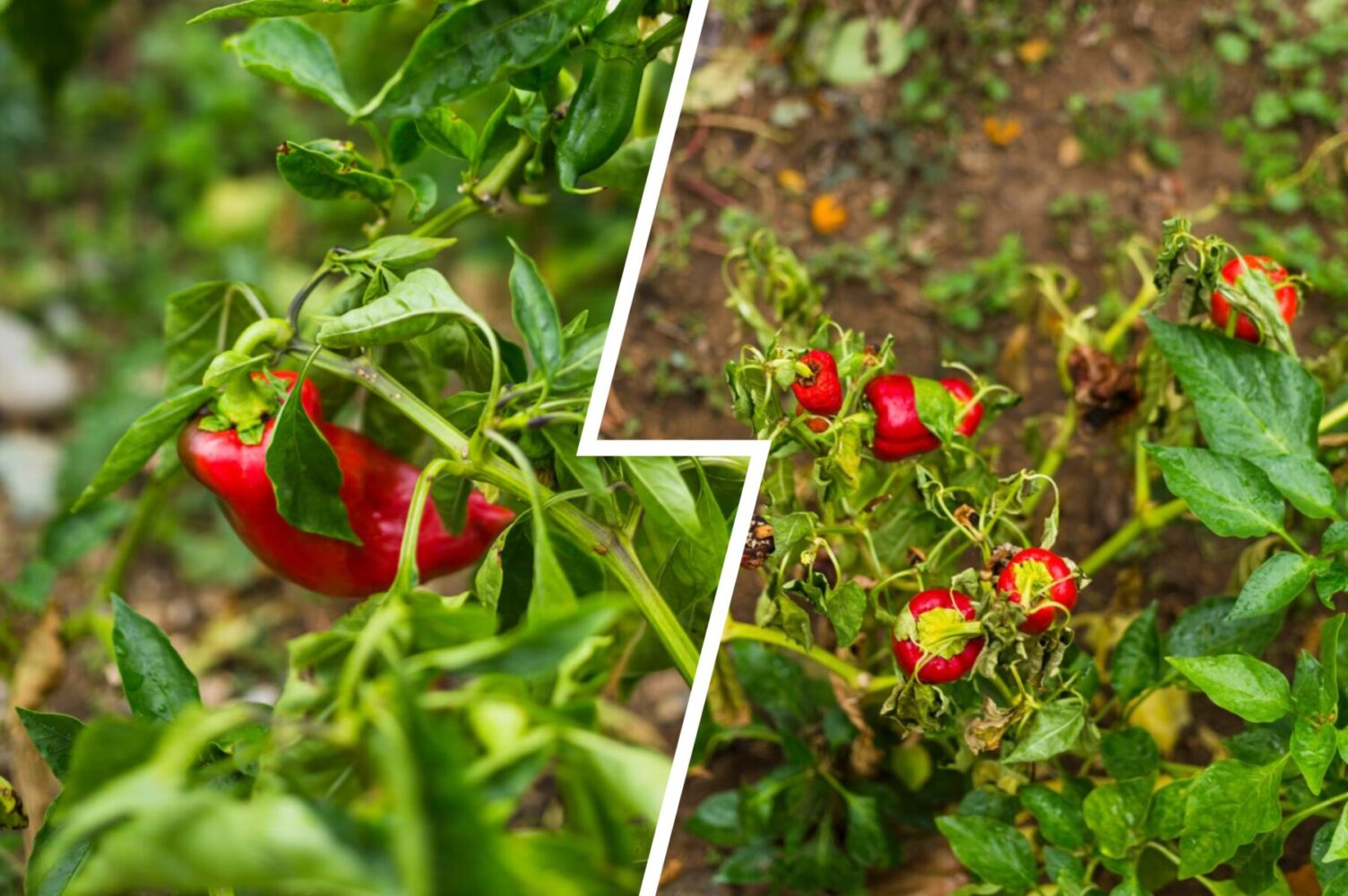 Агрономи розсекретили найсолодші сорти перцю для вирощування. Фото: Сенсація