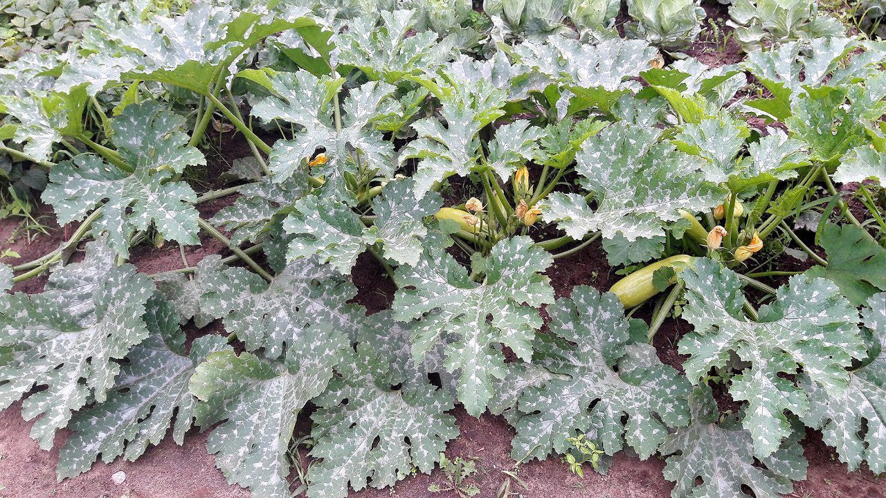 Агрономи назвали сорт фаворит серед кабачків 2025