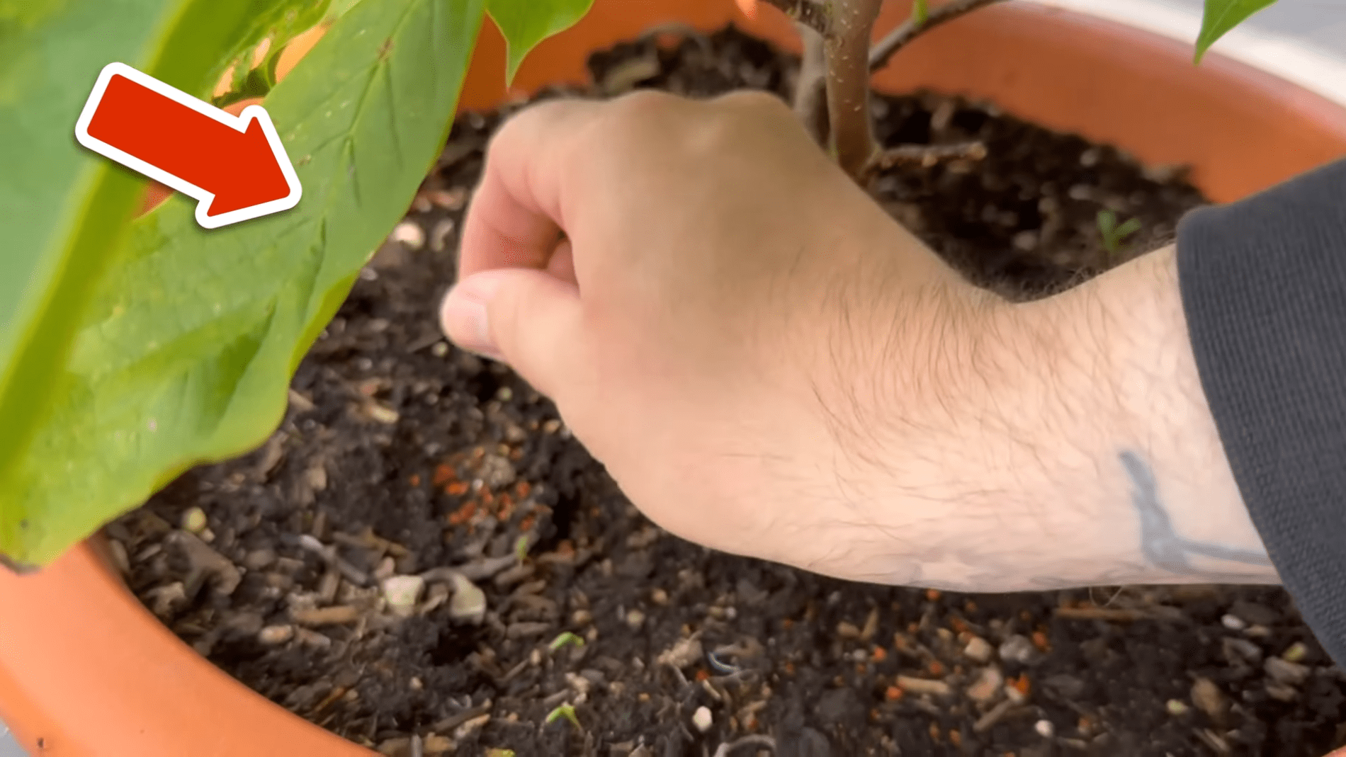 Городники розповіли про простий спосіб захисту рослин від шкідників. Фото: YouTube/Smart Fox