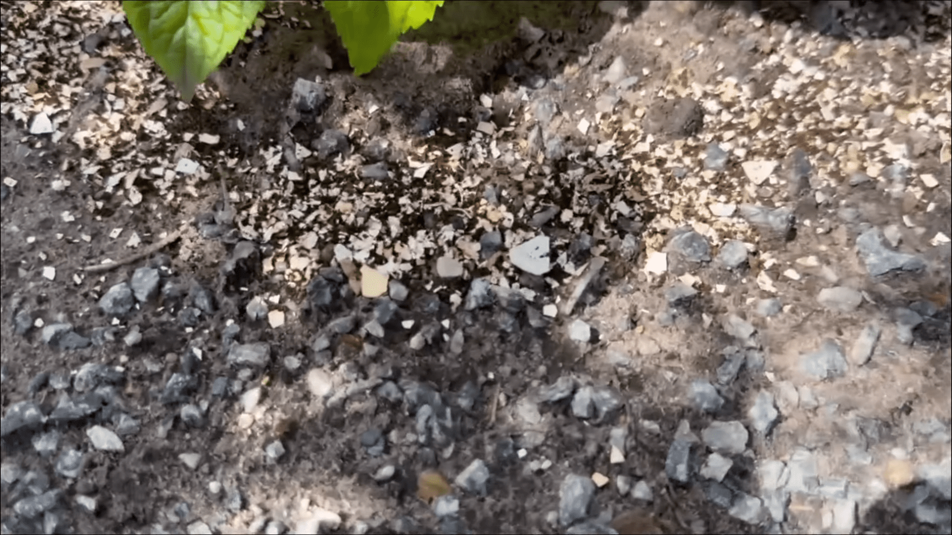 Експерти розповіли про корисний спосіб використання яєчної шкаралупи. Фото: YouTube/Smart Fox