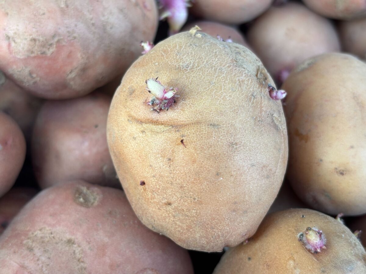 Городники назвали найгірші сорти картоплі, які дають поганий урожай. Фото: Добрі Новини