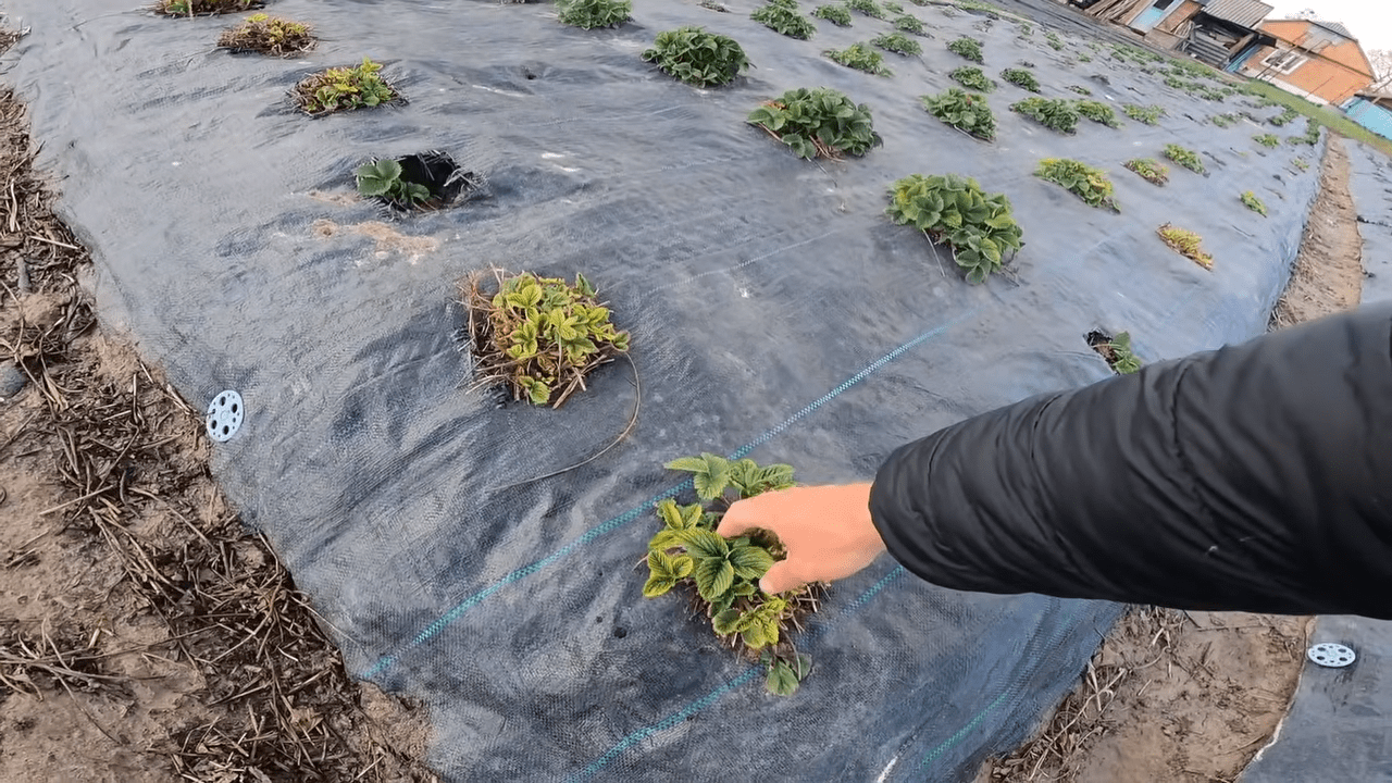 Садівники розповіли, як відновити полуницю після весняних холодів. Фото: YouTube Українське Село