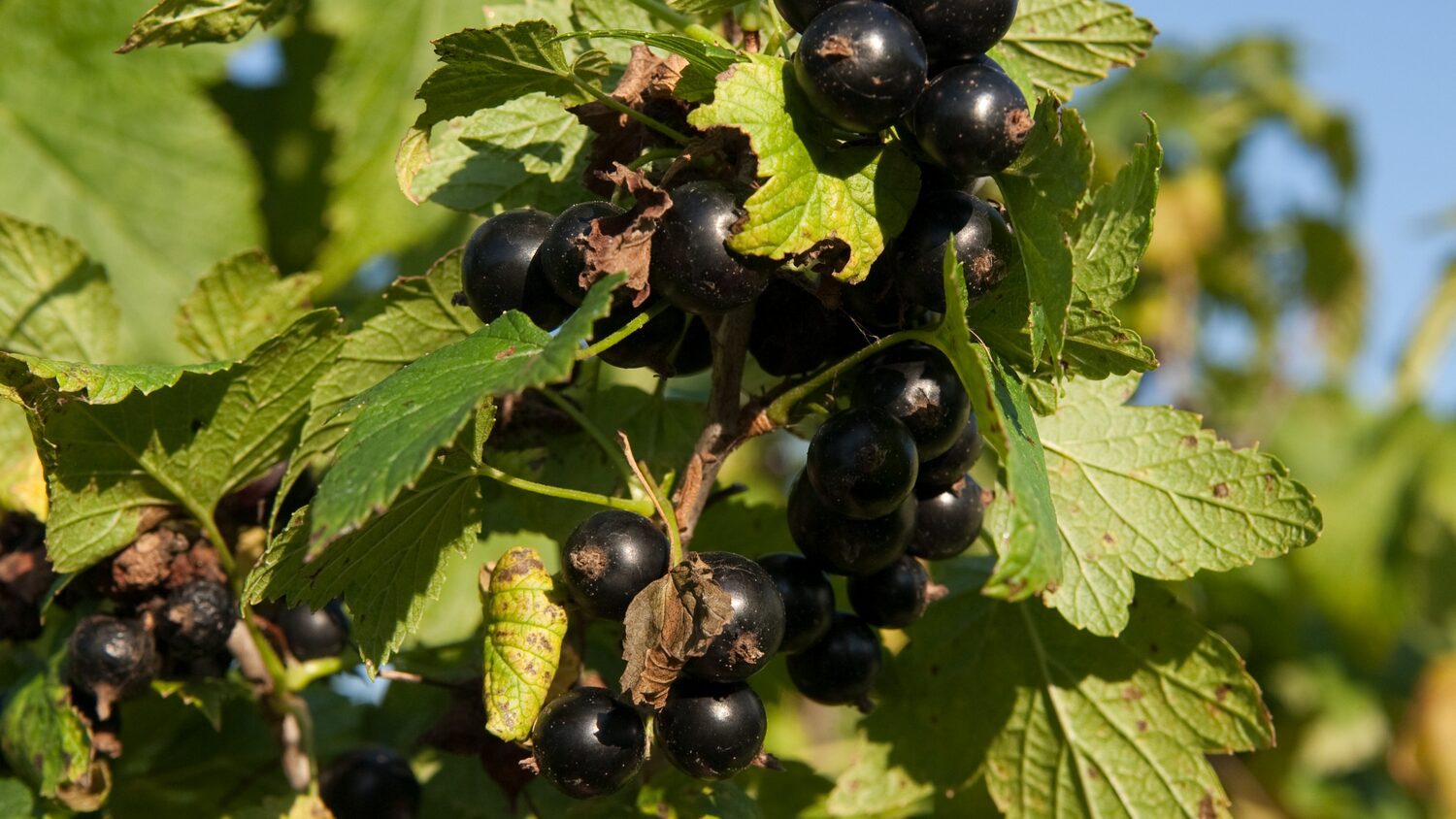 Садівники розповіли, чим підживити смородину, щоб зібрати врожай солодких ягід. Фото: Pixabay