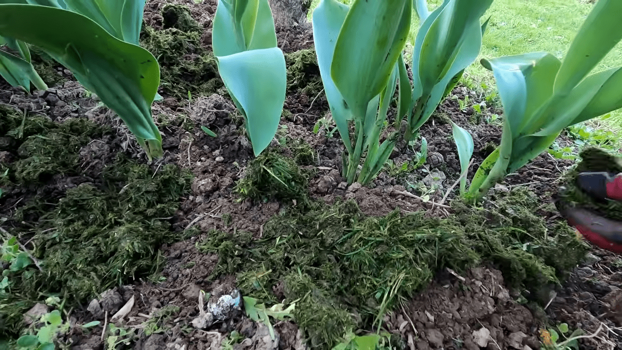 Дачники розповіли, як ефективно використовувати скошену траву. Фото: YouTube Lekovite Biljke