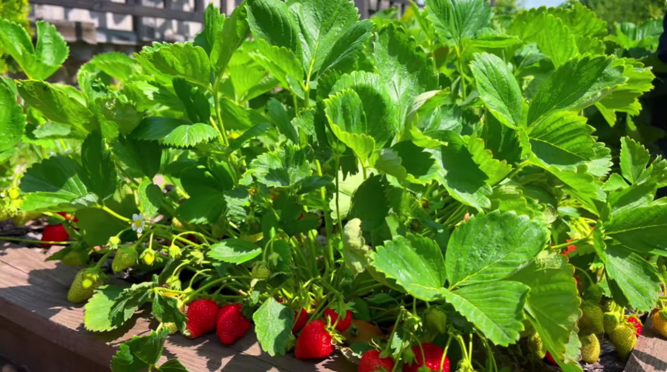 Садівники назвали найкращі сорти полуниці за останні кілька років Фото: YouTube Корисні Корисності