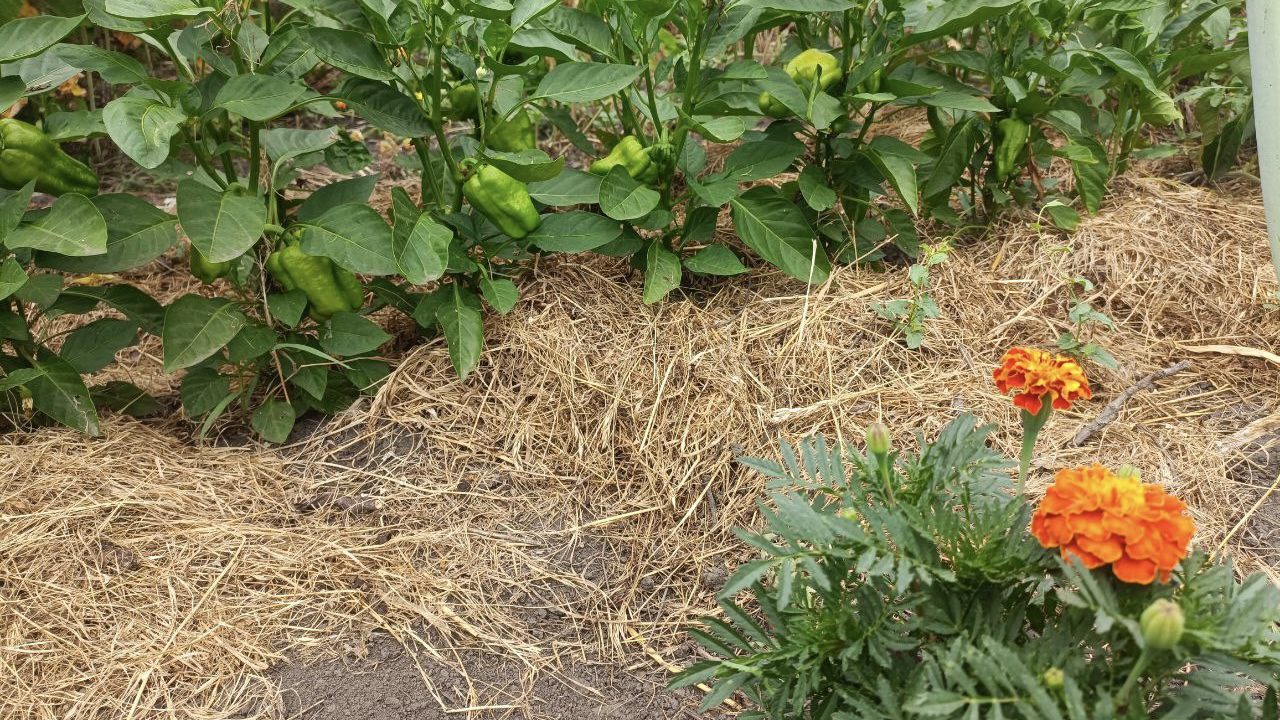 Садівники розповіли, як звичайні чорнобривці захищають сад від попелиці. Фото: Добрі новини 