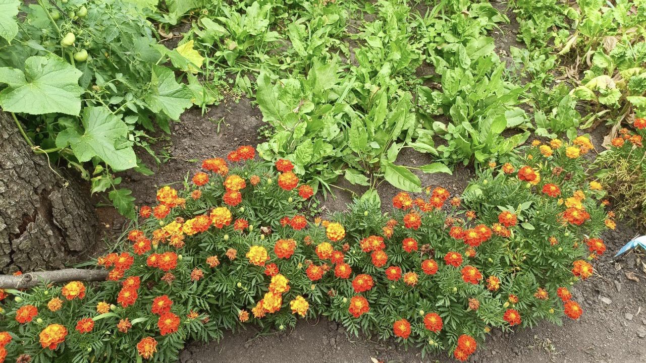 Садівники розповіли, як звичайні чорнобривці захищають сад від попелиці. Фото: Добрі новини 