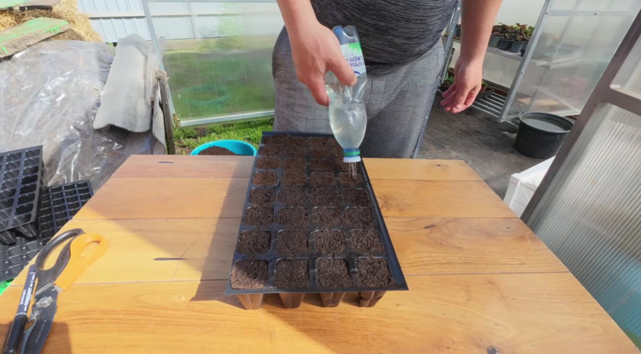 Городники розповіли, як потрібно правильно сіяти низькорослі томати у касети Фото: Ютуб-канал Наша дача