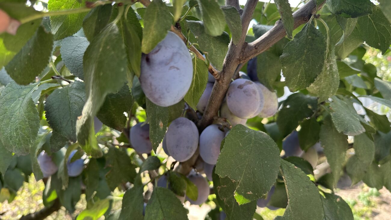 Садівники розповіли, як у квітні обробити сливу від плодожерки. Фото: Добрі новини 