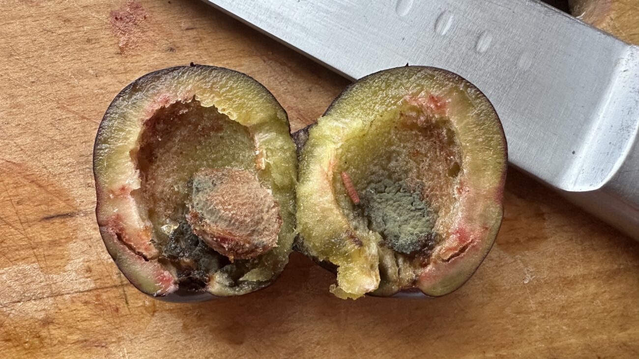 Садівники розповіли, як у квітні обробити сливу від плодожерки. Фото: Добрі новини 