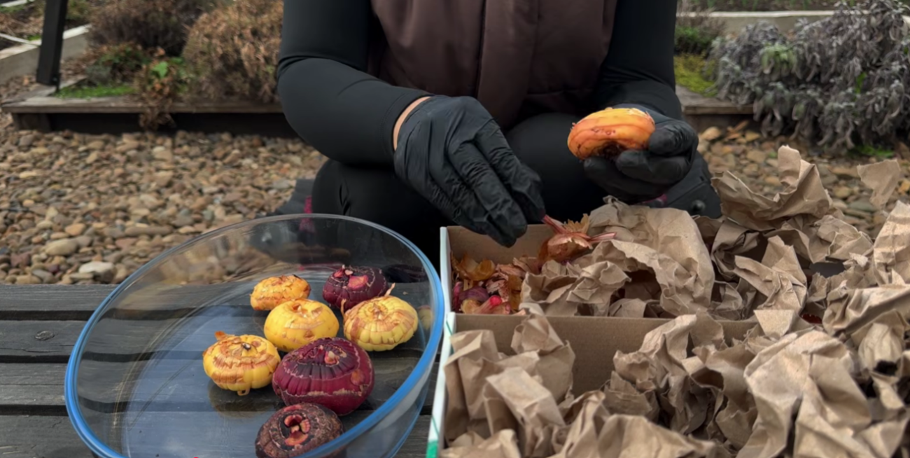 Садівники розповіли всі секрети та нюанси посадки гладіолусів Фото: скриншот Ютуб-канал Корисні Корисності