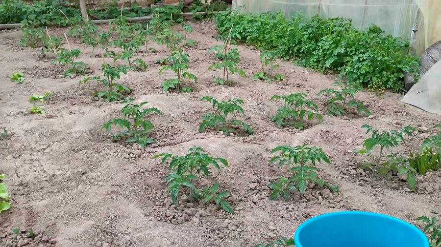 Садівники розповіли, чи можна садити перці та помідори поряд. Фото: скриншот з відео