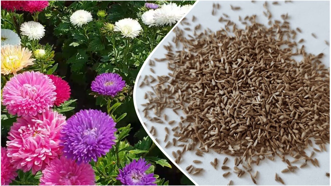 Дачники розповіли, як правильно садити айстри навесні. Фото: скріншот з відео 