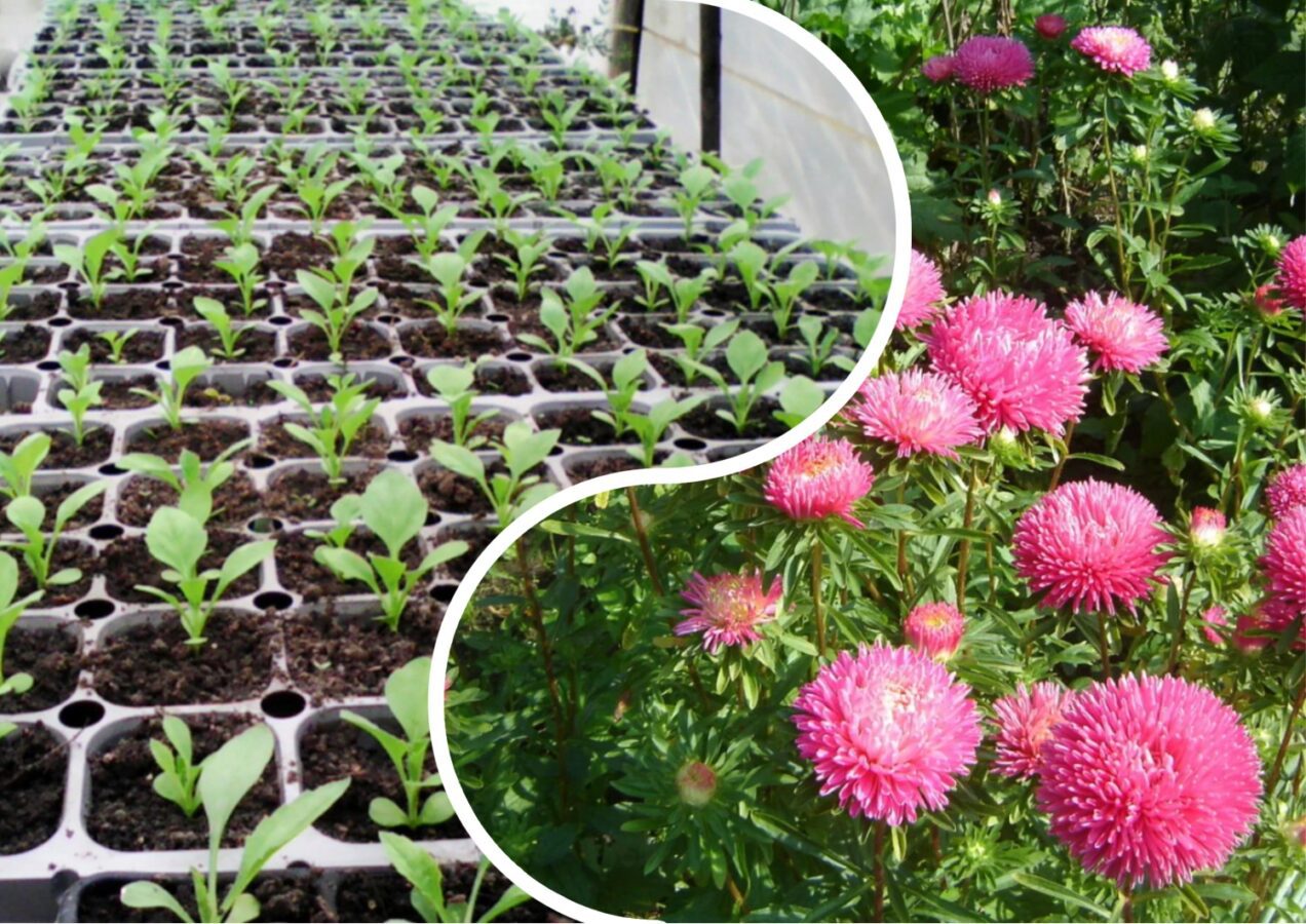 Дачники розповіли, як правильно садити айстри навесні. Фото: скріншот з відео 