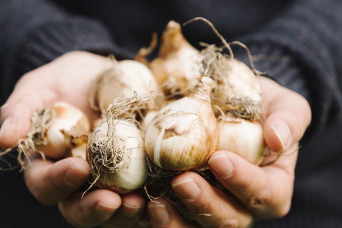 Городники розсекретили три правила у догляді за цибулею для розкішного врожаю. Фото: Freepik