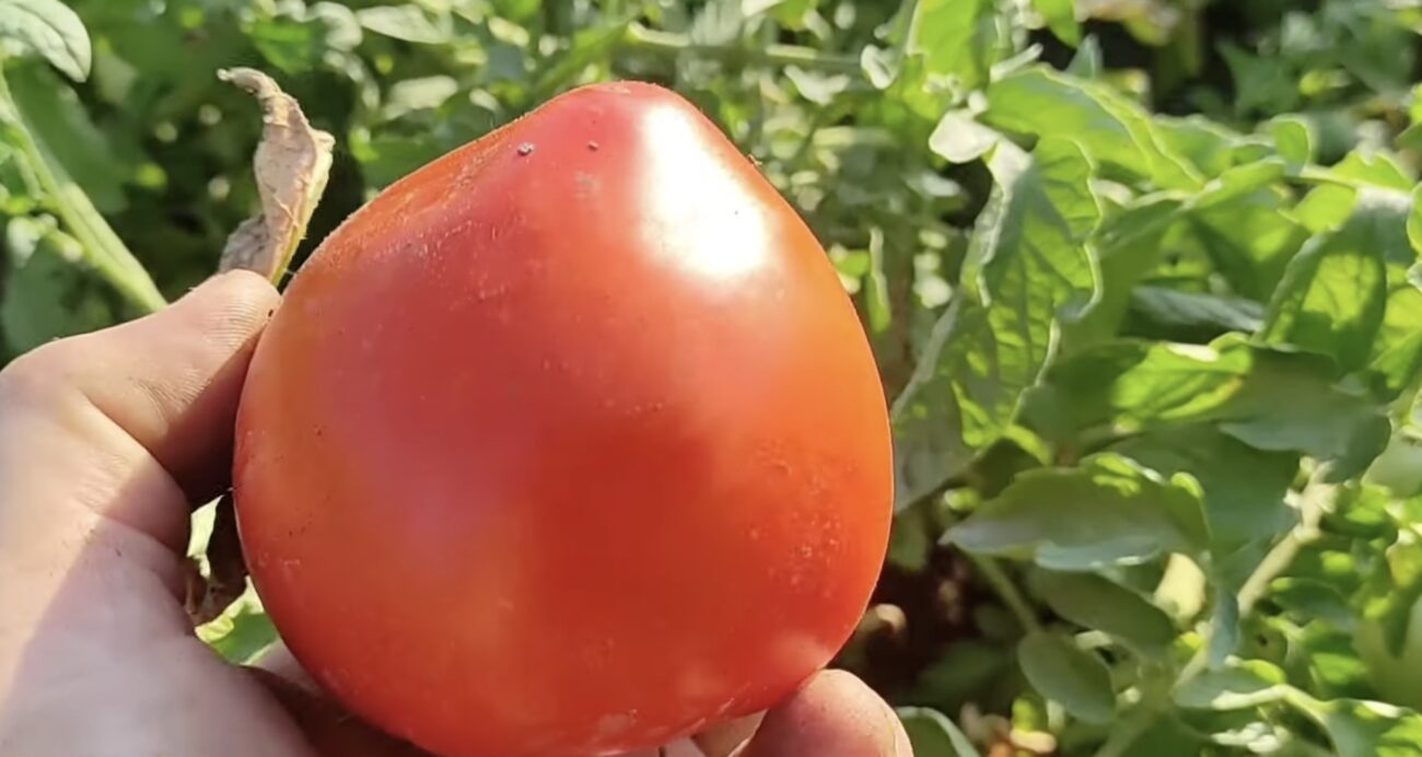Експерти порадили, яке добриво дати томатам, аби вони нарощували плоди. Фото: YouTube 21 sотка продакшн