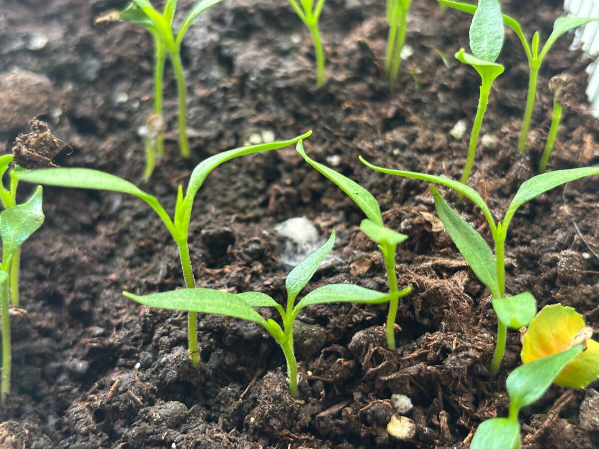 Городники порадили, яке добриво допоможе від витягування розсади. Фото: Добрі Новини