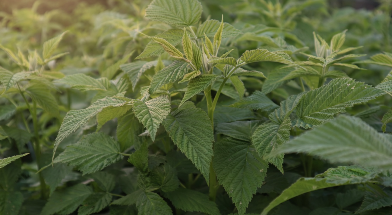 Садівники розповіли, як за допомогою 1 підживлення збільшити врожай малини Фото: Сенсація
