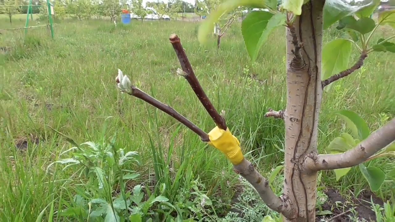 Садівники розповіли, як правильно здійснити щеплення плодових дерев. Фото: YouTube Дід Кондрат