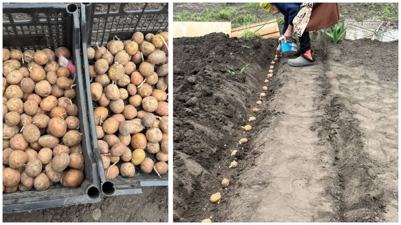 Городники назвали найкращий сорт ранньостиглої картоплі у 2026 році. Фото: Добрі новини 