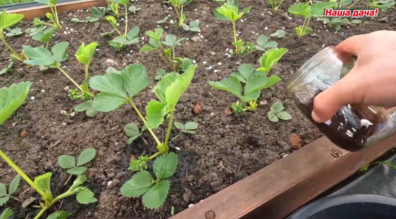 Садівники розповіли, як правильно підживити полуницю перед цвітінням Фото: Ютуб-канал Наша дача