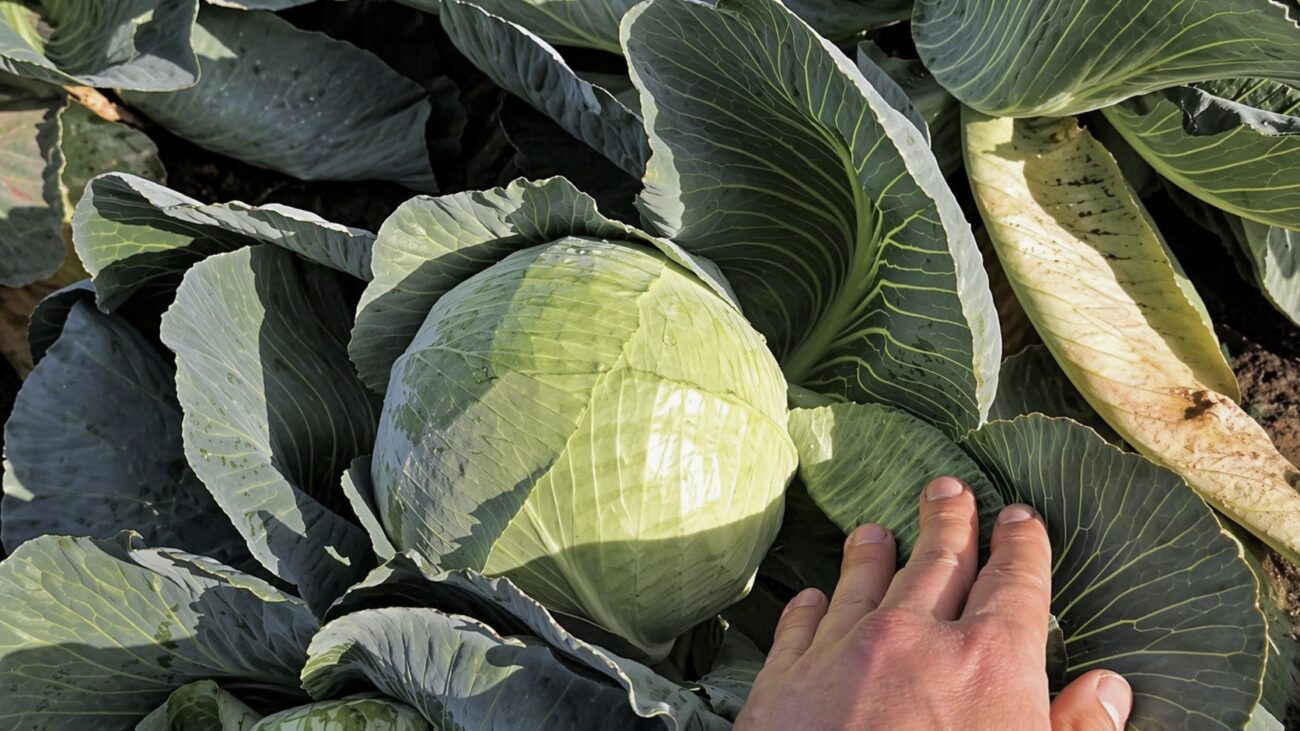 Городники розповіли, коли і як правильно сіяти пізню капусту. Фото: YouTube Овочі. Смак успіху 